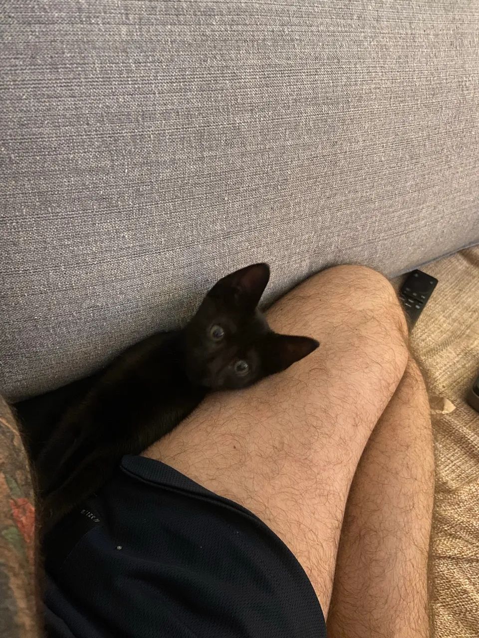 Doação filhote de gato ? - Foto 6