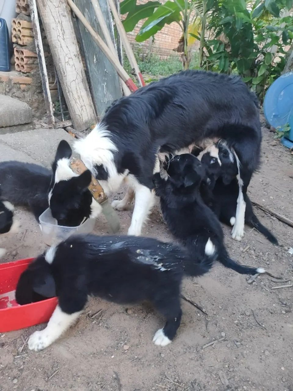 filhotes cães border collie - Foto 5