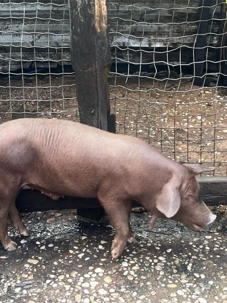 Porco caipira - Foto 5