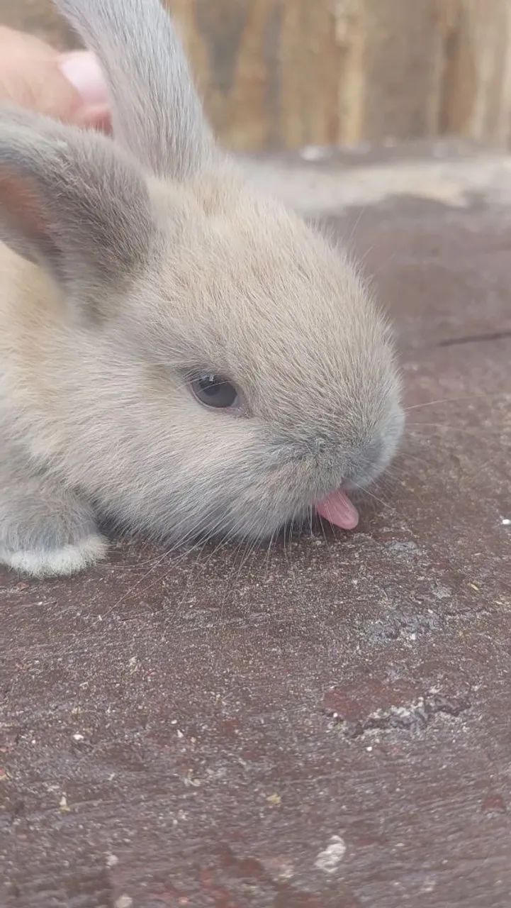 Filhotes de Mini Coelho Arlequim disponíveis para REServa - Foto 5