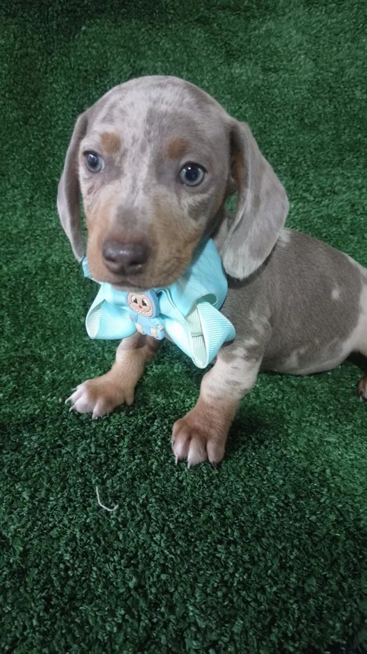 Dachshund Mini  - Foto 2