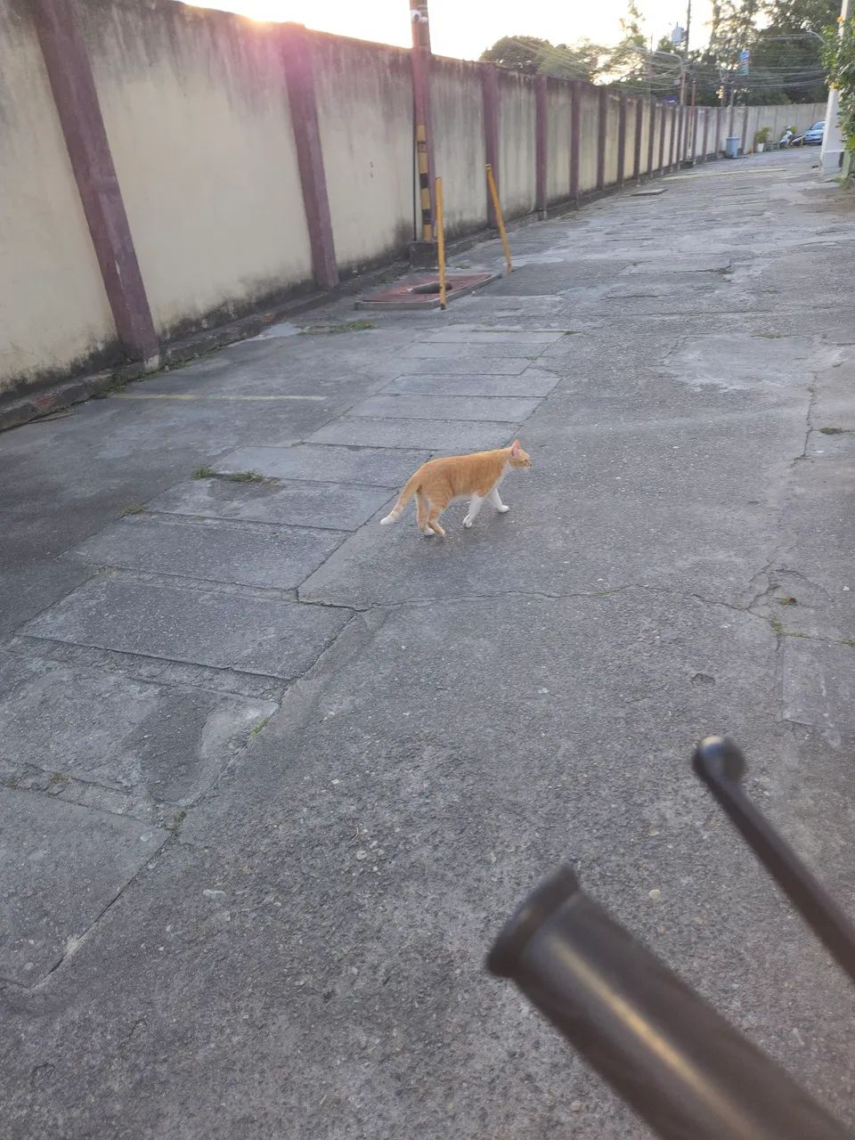 Dou em doação gata amarelo castrada  - Foto 5