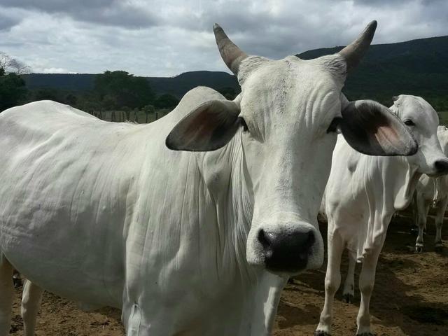 Fazenda ximarao em ALMENARA mg 125 hectares - Foto 15