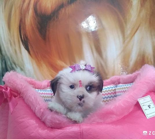 Linda Lhasa Apso no filhotes mimados
