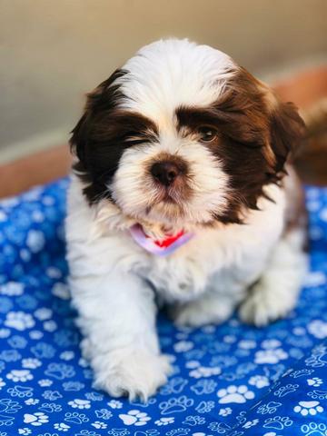 Linda Shih Tzu Chocolate!