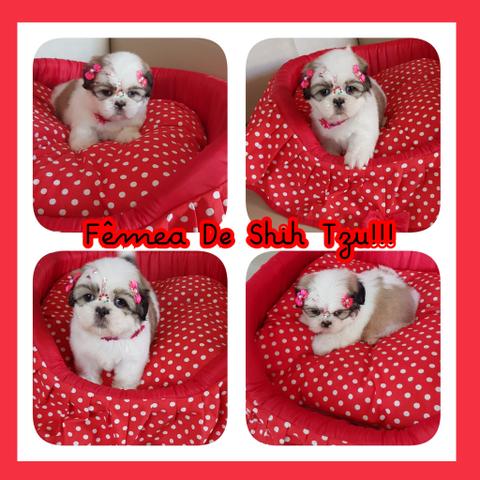 Fêmea De Shih Tzu Alto Padrão!!!!