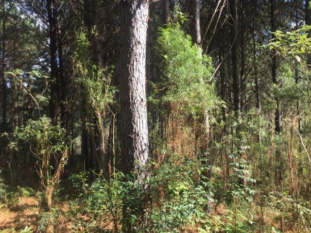 Floresta de Pinus - Foto 6