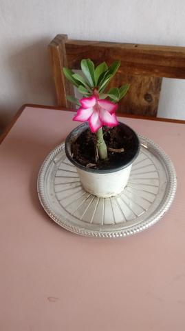 Flor do deserto
