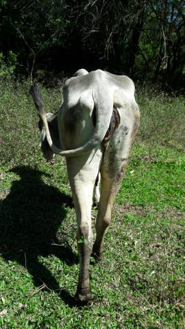 Vende-se novilhas - Foto 3