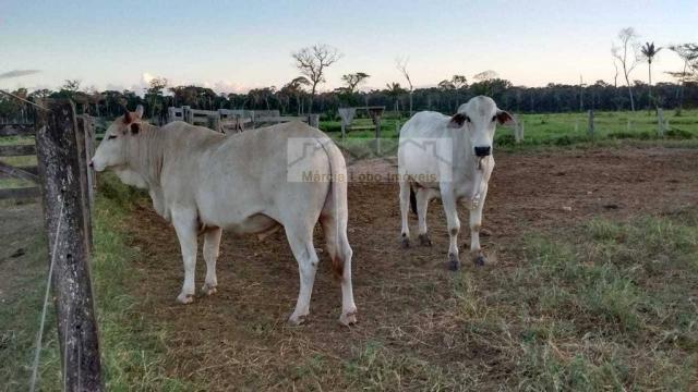 Fazenda à venda, 14520000 m² por r$ 4.500.000 - zona rural - são félix do xingu/pa - Foto 7