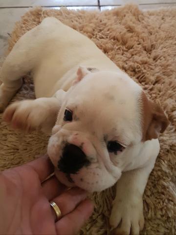 Filhotes Bulldog Inglês