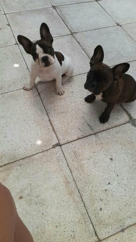 Bulldog francês