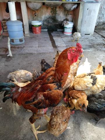 Galo de Raça - Foto 3