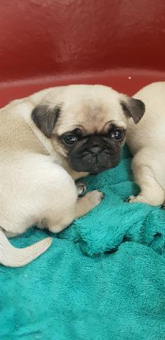 Filhotes de Pug