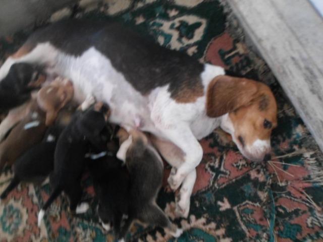 Beagle - Foto 6