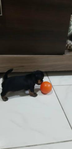 Filhote Yorkshire Terrier (Aceitamos qualquer cartão) - Foto 4