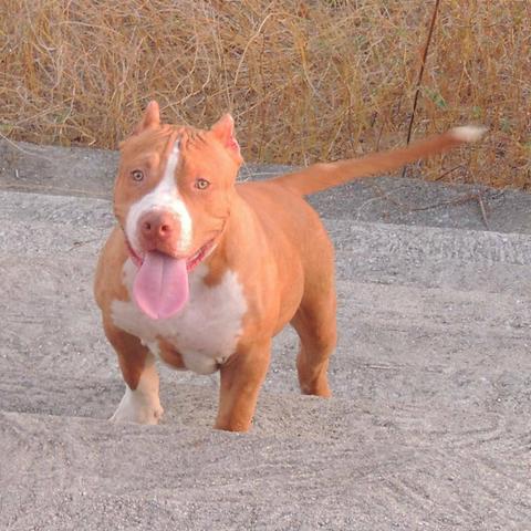Pitbull monster