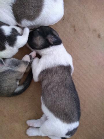 Lhasa Apso legítimos - Foto 2