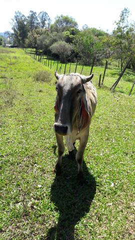 Vende-se novilhas