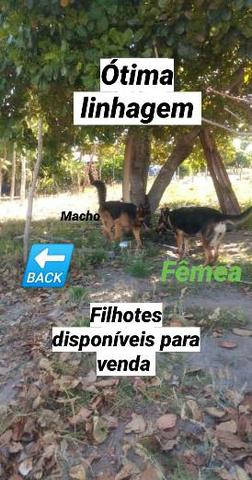 Filhotes de Pastor Alemão