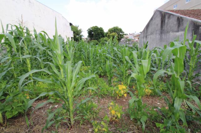 Loteamento/condomínio à venda em Pinheirinho, Curitiba cod:TE0203 - Foto 9