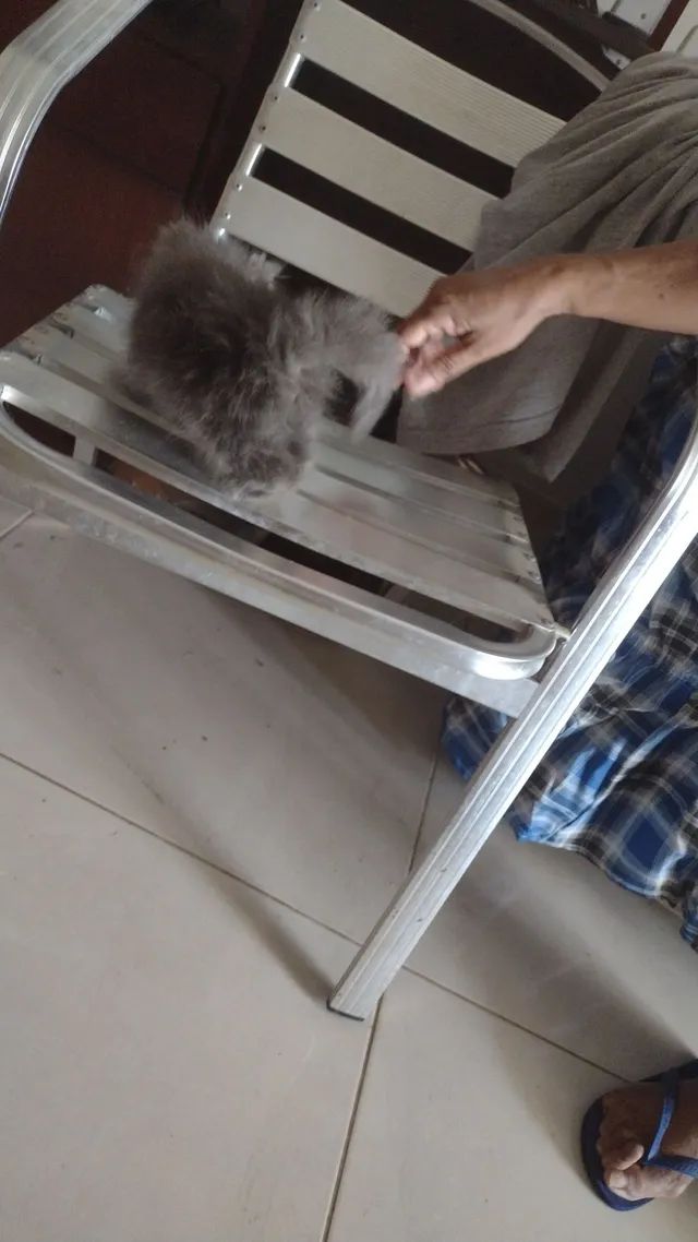 Vende se gato persa  - Foto 4