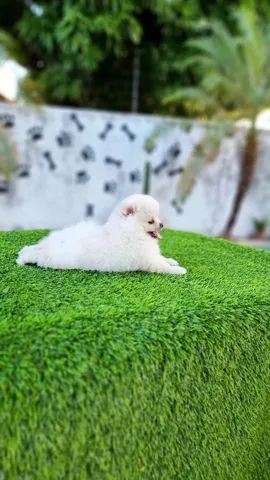 Spitz Alemão Anão Baby Face Lulu Da Pomerânia Disponíveis  - Foto 3