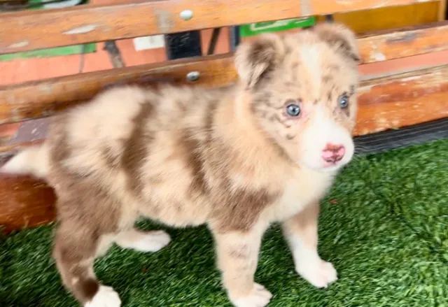 Border Amigo: Border Collie, mais que uma raça uma paixão!!!