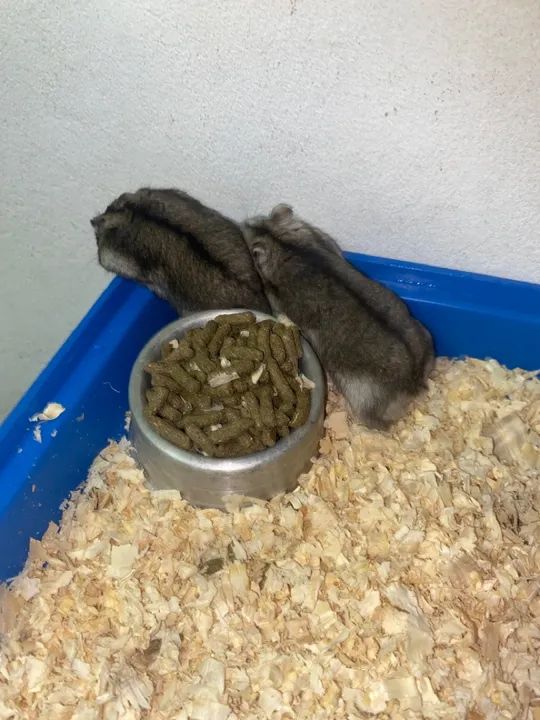 Casal de Hamster Anao Russo  - Foto 2