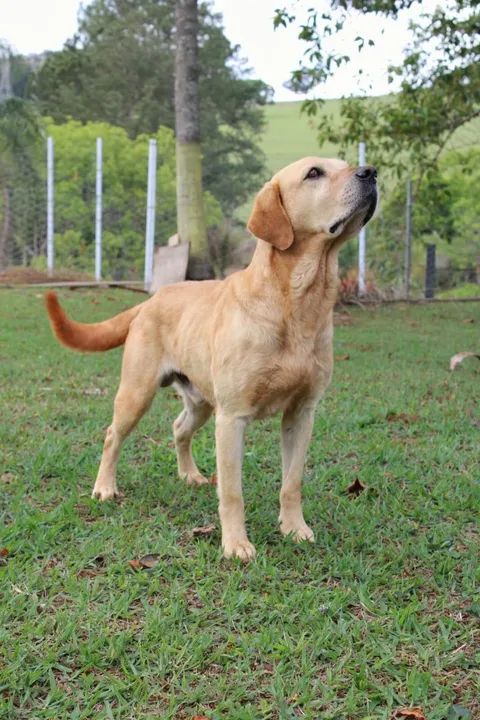 Labrador fêmea  - Foto 5