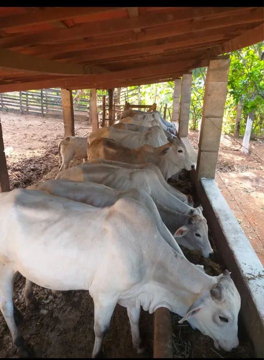 Lote de novilhas Nelore(20 cabeças) - Foto 4