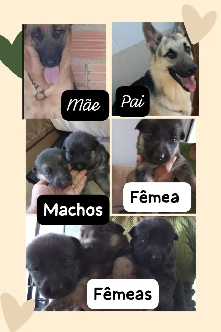 Filhotes de Pastor Alemão
