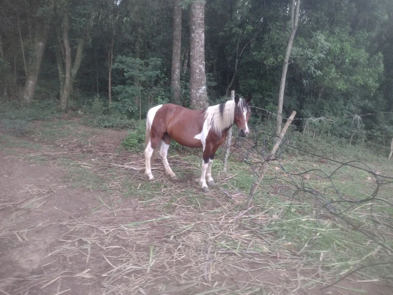 Égua Pampa, lindo e dócil - Foto 3
