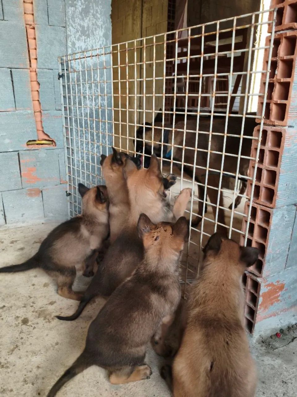 Pastor Belga Malinois puro - Foto 2