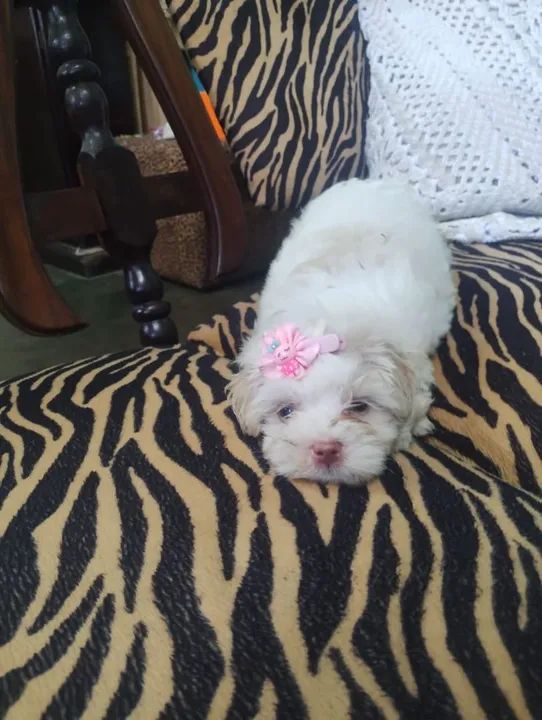 Filhote de Maltês Fêmea - Foto 2