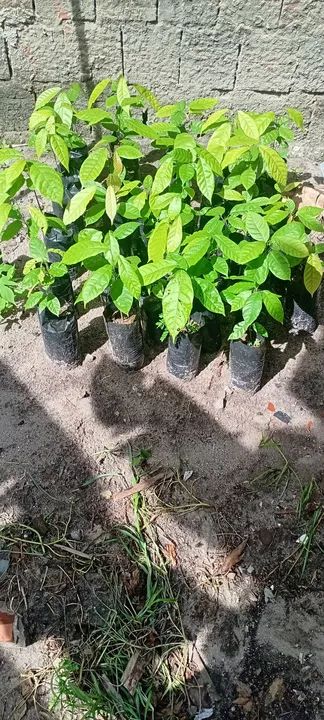 Muda de Cacau - Foto 2