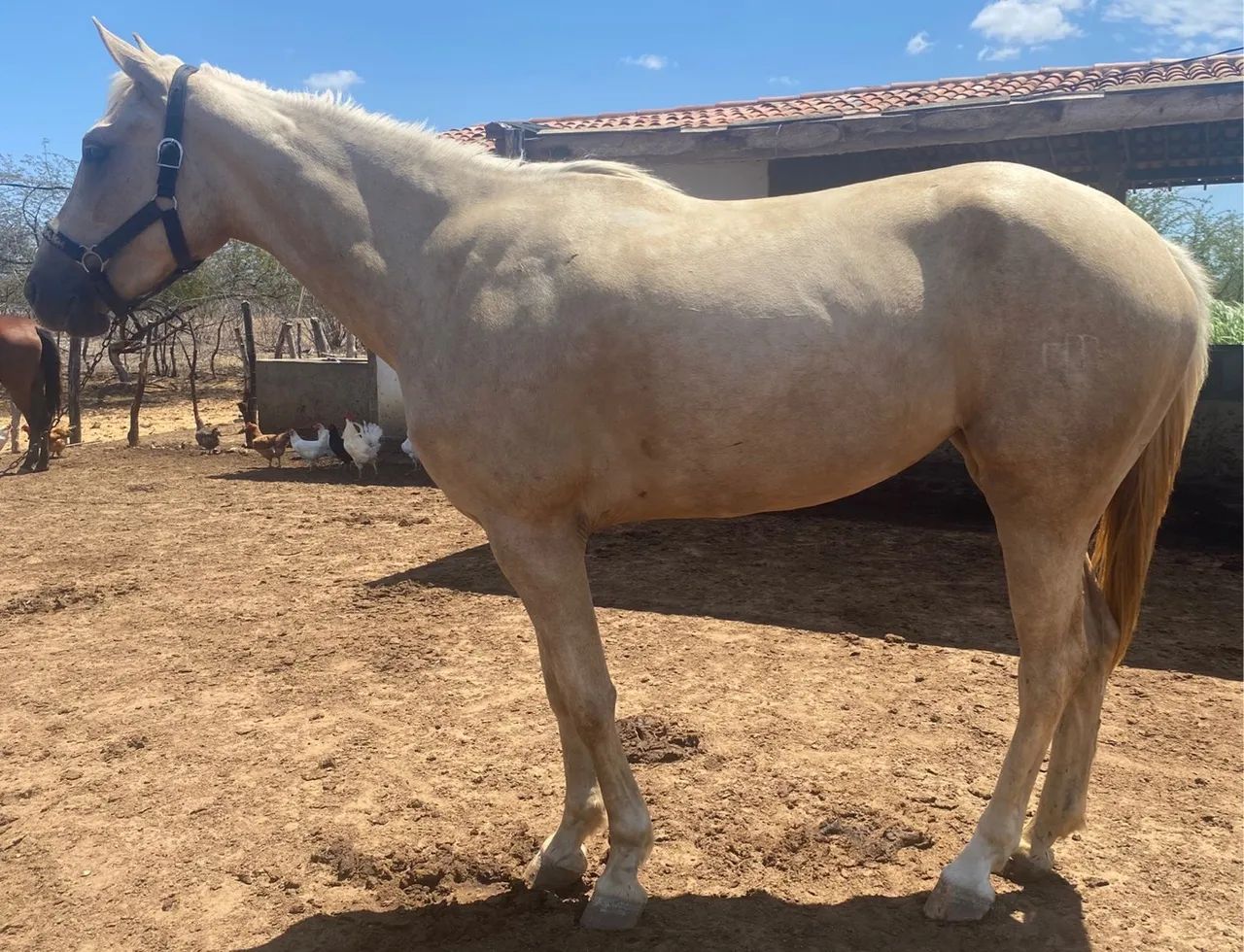 Égua Adaptável (Puxar/Esteirar) - Foto 5