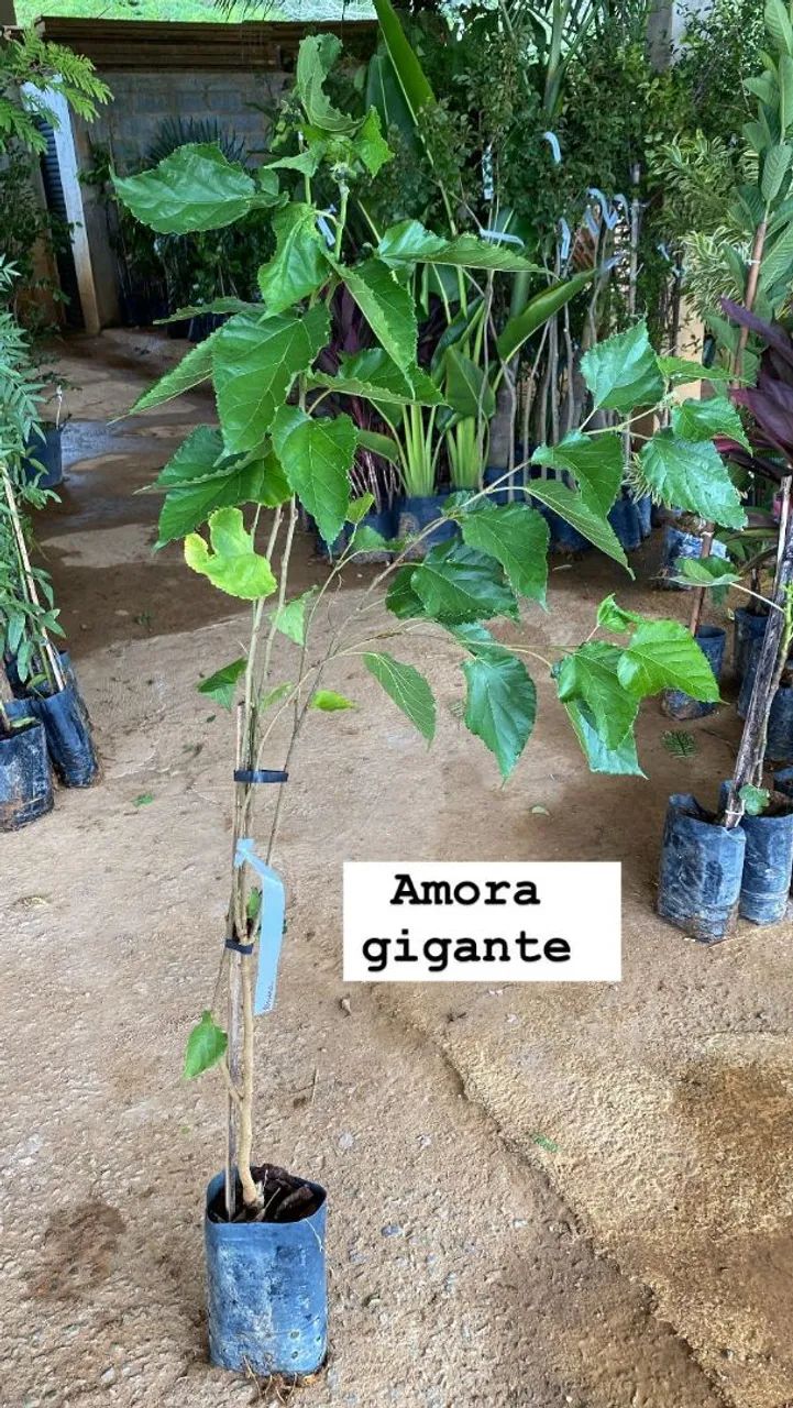 FRUTÍFERAS DIVERSAS  - Foto 5