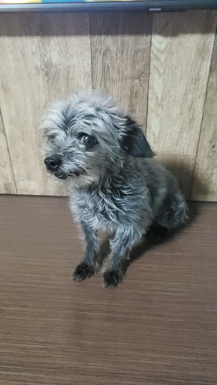 Cãozinho adorável e brincalhão para adoção