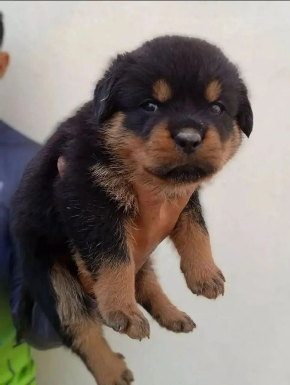 Filhote de Rottweiler Curiosos
