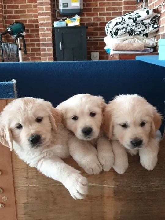Três filhotes Golden Retriever sua felicidade em instantes