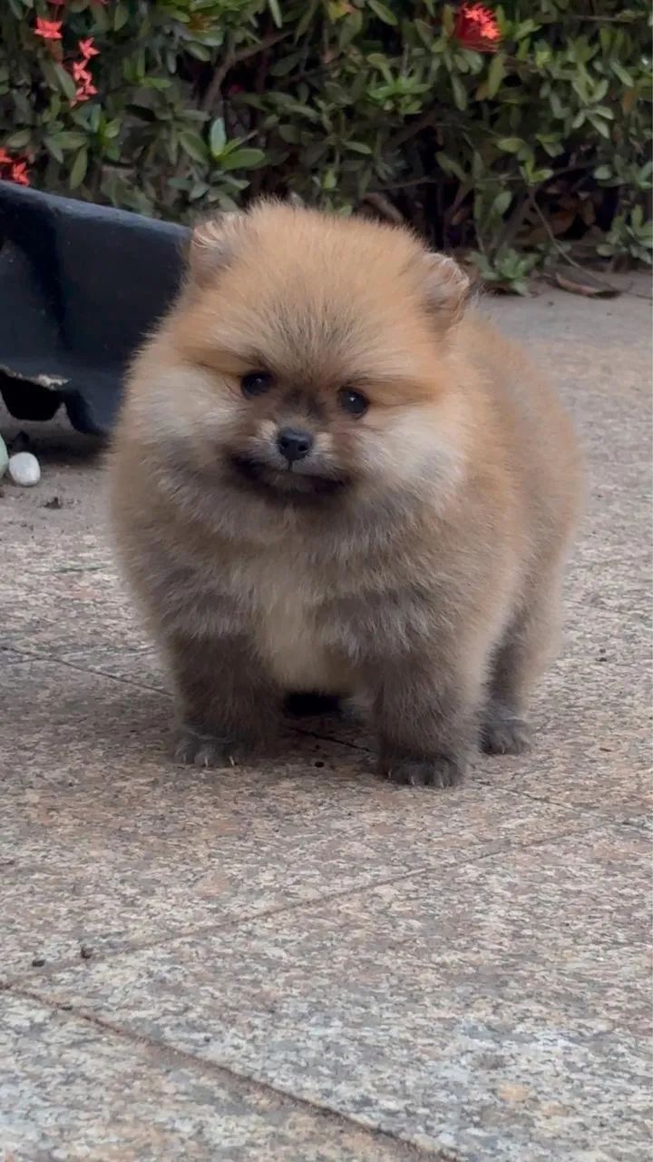 Filhote de Spitz alemão com pedigree + kit acessórios  - Foto 2
