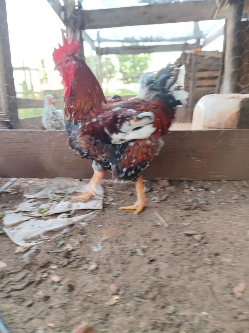 Galinha balão sertaneja  - Foto 6