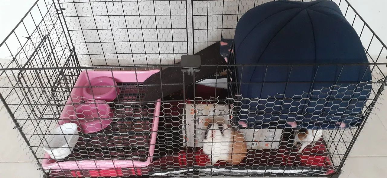 Porquinho da india - Foto 4