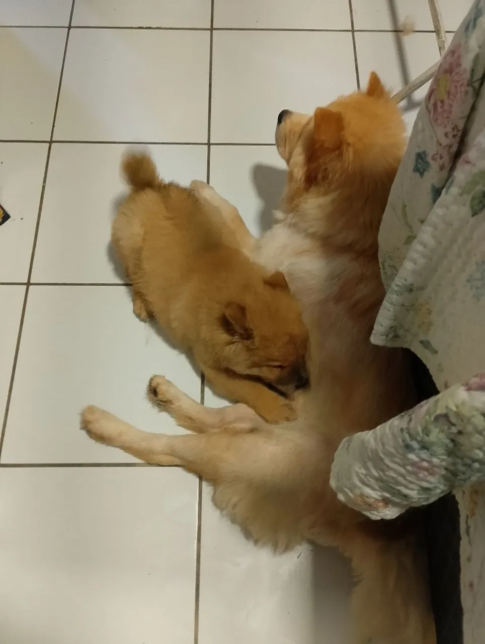 Filhotes de Chow Chow puro