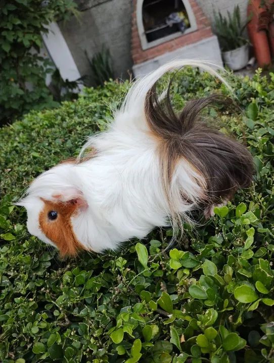 Porquinho da índia disponível 