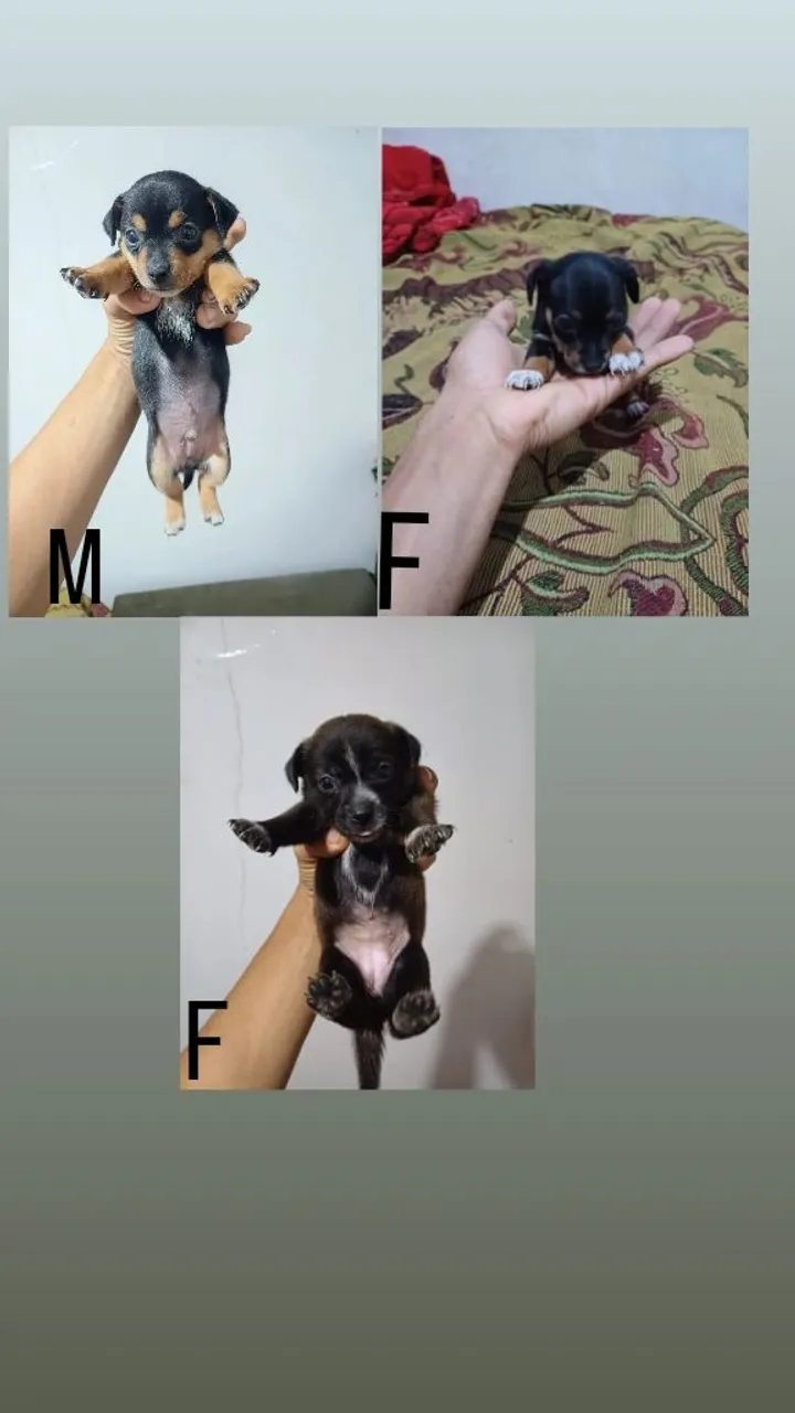 Cachorro raça Pinscher número 1