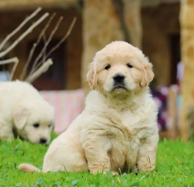 Adquira já uma Golden Retriever fêmea- Doce e brincalhona