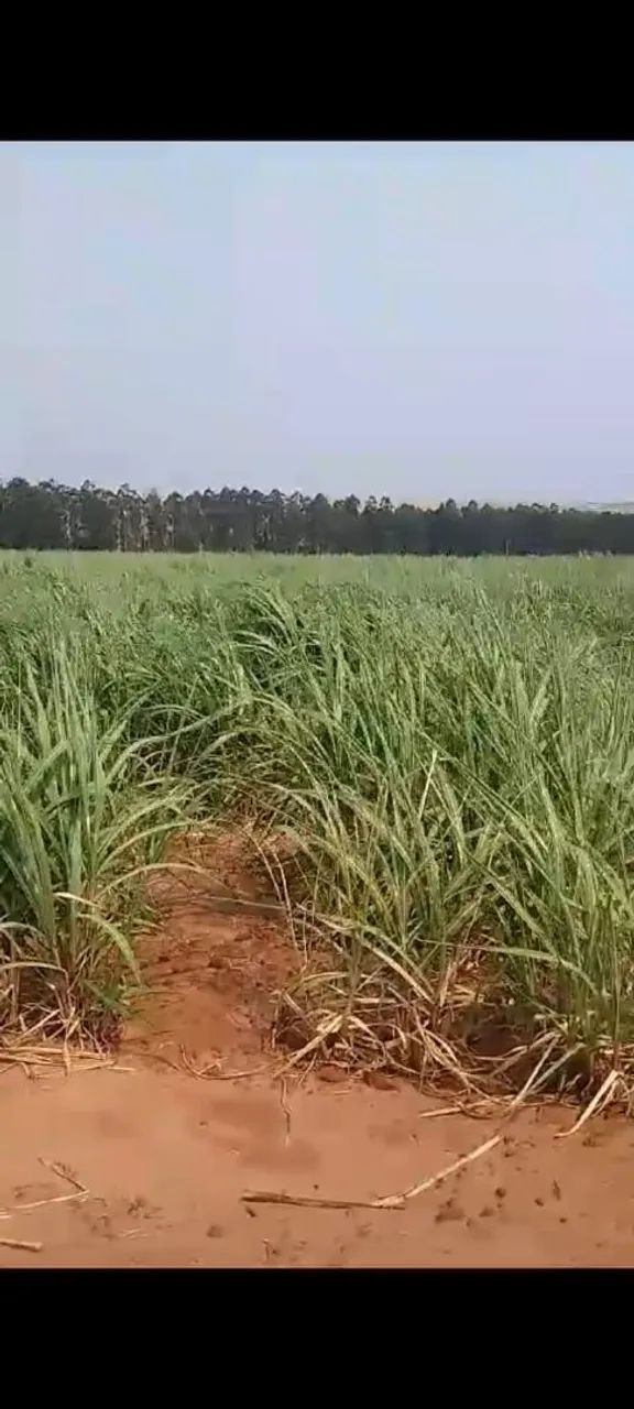 Fazenda de cana 