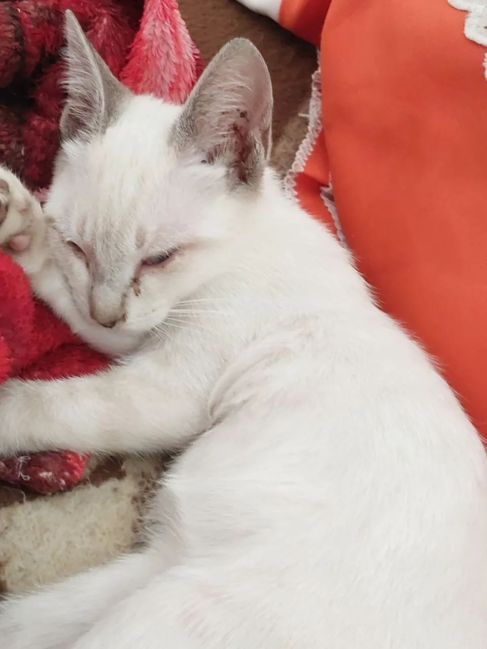 Gatinho branco fofinho para adoção - Foto 2